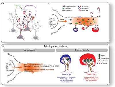 Primed to Sleep: The Dynamics of Synaptic Plasticity Across Brain States